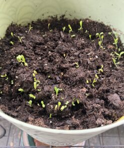 Wildflower Seeds Edible Flowers Mix - 1 Ounce Over 7,000 Open Pollinated Annual and Perennial Seeds 1 Ounce Packet 34 81E7OyNlZ L