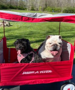 Radio Flyer 3-In-1 EZ Folding, Outdoor Collapsible Wagon for Kids & Cargo, Red Folding Wagon Canopy 89 81E7zizPk5L