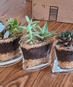 Shop Succulents | Unique Collection of Live Succulent Plants, Hand Selected Variety Pack of Mini Succulents | Collection of 12 6-Pack 52 81E86vnZeWL