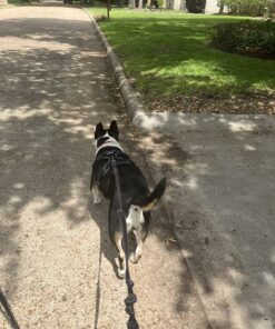 rabbitgoo Dog Harness, No-Pull Pet Harness with 2 Leash Clips, Adjustable Soft Padded Dog Vest, Reflective No-Choke Pet Oxford Vest with Easy Control Handle for Large Dogs, Black, XL X-Large 40 81ECFAbV8wL