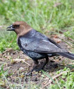 Nikon AF-P NIKKOR 70-300mm f/4.5-5.6E ED VR Fixed Zoom Digital Slr Camera Lens, Black 60 81EFwoAur8L