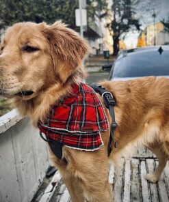 GoPets Dematting Comb with 2 Sided Professional Grooming Rake for Cats & Dogs 31 81EJA9qZHL