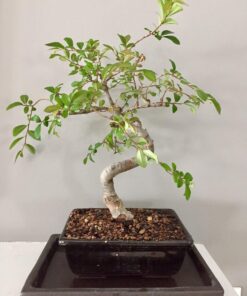 Hoffman 10708 Bonsai Soil Mix, 2 Quarts, Brown/A 1 Pack 21 81EJp9janOL