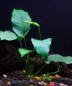 6 Plant Species Live Aquatic Plants Package - Microsorum Java Fern, Amazon, Moneywort and More! 31 81EKFb27vwL