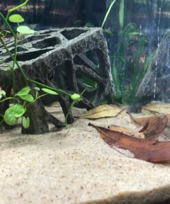 SunGrow 50 pcs Catappa Indian Almond Leaves for Betta Fish Tank Aquarium, 2” Water Conditioner Leaves, Leaf Also Suitable for Shrimp, Goldfish, Guppy and Frogs 50 Leaves 52 81EPKMmRktL