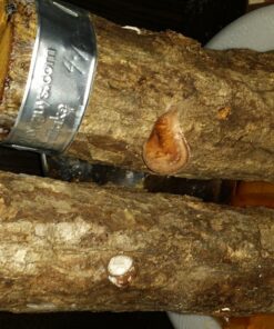 6" to 9" Shiitake Mushroom Log (2 logs per order) 13 81ET4C8ds7L