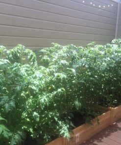 Greenes Fence 2 Ft. X 8 Ft. X 10.5 In Raised Garden Kit, Cedar 35 81EYKgj3aYL