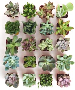 Shop Succulents Unique Succulent Plant Pack Bulk Collection - Live Mini Succulent Plants, Low Maintenance, Exceptional Colors & Textures - Wedding and Party Favors, Gift & Garden, Pack of 20 20-Pack Succulent Packs 34 81EYbaxfXcL