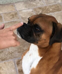 Pawstruck USDA Organic Natural Ruff Relief Wax Balm for Dogs – Moisturizes, Protects, and Heals Noses & Paws – Made in USA, Non-Toxic, Hypoallergenic - 1.75 oz 34 81EbEh3kLAL