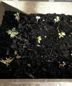 Culinary Herb Seeds Variety Pack - Outdoor & Indoor Herb Garden Kit - 10 Non-GMO Herb Garden Seeds for Planting & Book - Basil Seeds, Dill Seeds, Rosemary Seeds, Thyme Seeds, & More 36 81Ed0vQmlgL