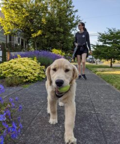 Stewart Freeze Dried Dog Treats, Beef Liver, Grain Free & Gluten Free, 14 Ounce Resealable Tub, Single Ingredient, Made in USA, Dog Training Treats 14 Ounce (Pack of 1) 39 81Egl78qOTL 2
