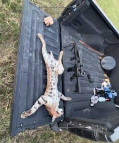 Icotec Model 300 Predator Caller 300+ Predator Call 11 81EvT3oUTsL