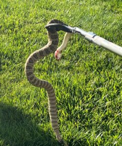 Crosman Classic Rifle Standard Packaging 25 81Evqvsm81L