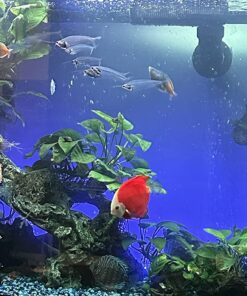 API AQUARIUM SALT Freshwater Aquarium Salt 67-Ounce Box (Packaging May Vary) 67 oz Aquarium Treatment 34 81EyS3EiSGL