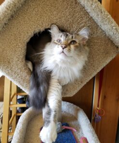 Hill's Science Diet Dry Cat Food, Adult, Sensitive Stomach & Skin, Chicken & Rice Recipe, 3.5 lb. Bag 3.5 Pound (Pack of 1) 38 81F0X5yPo0L