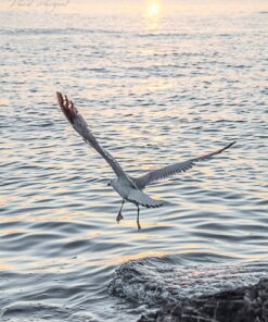 Nikon D500 DX-Format Digital SLR (Body Only), Base 66 81F7n8vjiDL