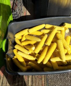 Safer Brand 5163 Caterpillar Killer II Concentrate, 16 Oz For Insects 1 Pack 18 81F9Awa7RL