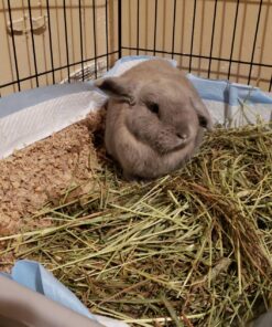 Small Pet Select Premium Small Animal Bedding, Natural Soft Paper Bedding for Small Indoor and Outdoor Pets, Made in USA, Jumbo Size 178 L Pack 32 81FAkJHZZL