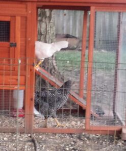 TRIXIE Pet Products Chicken Coop with Outdoor Run, 66.75 x 30.25 x 41.25 inches 66.8"L x 30.3"W x 41.3"H 65 81FDgH56LyL