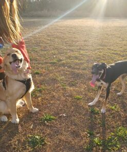 rabbitgoo Dog Harness, No-Pull Pet Harness with 2 Leash Clips, Adjustable Soft Padded Dog Vest, Reflective No-Choke Pet Oxford Vest with Easy Control Handle for Large Dogs, Black, XL X-Large 49 81FEMaDm4bL