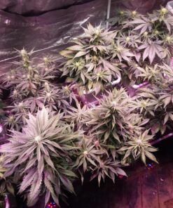 AGLEX 420W COB LED Grow Light, Full Spectrum Plant Grow Lamp with Daisy Chain Veg and Bloom Switch for Hydroponic Greenhouse Indoor Plant Veg and Flower (C2000) C2000 59 81FJVCHFkDL