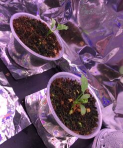 Seeds of Change 1728 Cilantro, Green 29 81FKSgIGvjL