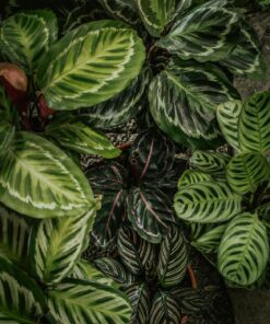 Neptune's Harvest Organic Hydrolized Fish & Seaweed Fertilizer 36 0z 36 Ounce 23 81FKryN4QL