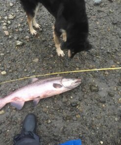 Eagle Claw PK56TS Pack-It Spin Combo Telescopic Rod (1 Piece), Yellow, 5-Feet 6-Inch 26 81FO0TDUSUL