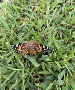 5 Live Caterpillars Shipped Now- Butterfly Kit Refill 55 81FO2JJG17L