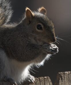 Sigma 2.0x Teleconverter TC-2001 for Nikon Nikon SLR Mount 20 81FRNV4B3L