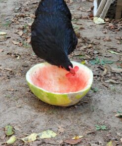 Weilan 21 PCS Pinless Peepers with Pliers Chicken Peepers Eye Glasses Pheasant Poultry Blinders Spectacles Anti-Pecking Plier Tool(Red) 21 Pcs Red Large 27 81FS5YOe6AL