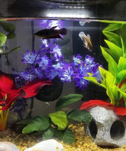 Tetra Crescent aquarium Kit 5 Gallons, Curved-Front Tank With LEDs,black 5-Gallon 34 81FTYDu7v3L