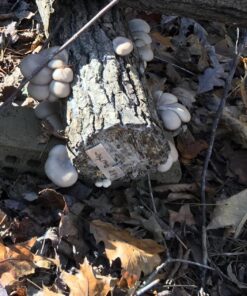 2funguys Oyster Mushroom Plug Spawn Starter Kit - Grow Mushrooms at Home 13 81FUyeiU4GL