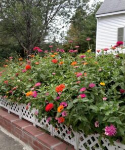 Zinnia - California Giant Mix - Bulk Pack 5,000 Seeds by Seeds2Go 21 81FW8xd1W7L