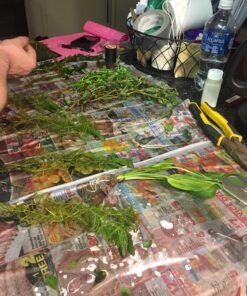 6 Plant Species Live Aquatic Plants Package - Microsorum Java Fern, Amazon, Moneywort and More! 55 81FXgJRx6jL