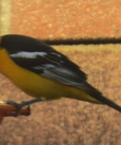 First Nature 3088 32-ounce Oriole Feeder 27 81FYFpBVl L