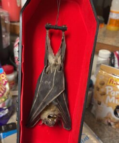 Black Plastic Coffin for Wrestling Action Figures 23 81FYQkIneNL