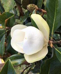 Treegator Original Slow Release Watering Bag for Trees, 1 Bag 37 81FaRsY2ZdL