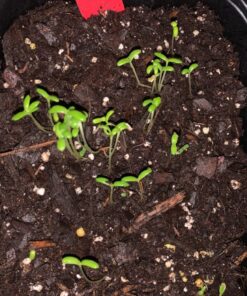 Sow Right Seeds - Flower Seed Collection - Carnation, Gayfeather, Dahlia, Morning Glory, Larkspur, Balsam, Snapdragon, Phlox, Zinnia, & Daisy - Non GMO Heirloom Seeds for Planting - 10 Packets 46 81Fczwor6vL