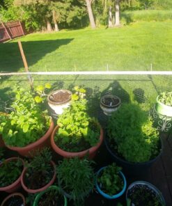 Heirloom Vegetable Seeds Non GMO Survival Seed Kit - Part of Our Legacy and Heritage - 50 Varieties 100% Naturally Grown- Best for Gardeners Who Raise Their Own Healthy Food 1 38 81Ff3tvO7PL