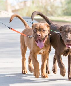WIGZI (2 Two Dog Reflective Retractable Pet Leash – 360 Degree Zero Tangle Patent - Two Dogs Each up to 50 lbs and 10ft. Reflective Orange and Green Leads. Dual Locking, Small, Gray 24 81FhxaOovIL
