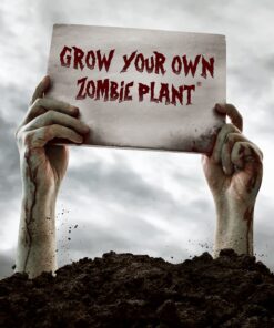 Zombie Plant Greenhouse Grow KIT- (Touch It and It Plays Dead!) Unique Nature Kit- Grow a Fun House Plant That Plays Dead When You Touch It! Comes Back to Life in Minute. Unique Christmas Gift Idea 23 81Fi64AQSGS