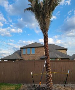 Fiskars 7.9'-12' Extendable Tree Pruning Stik Pruner - Rotating Sharp Precision-Ground Steel Blade for Cutting up to 1.25" Diameter Pruning Stick Extenable 7.9'-12' 46 81FjGwErTGL