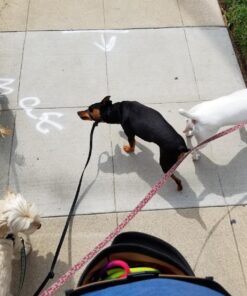 Dickies 5-Pocket Single Side Tool Belt Pouch/Work Apron for Carpenters and Builders, Durable Canvas Construction, Adjustable Belt for Custom Fit, Grey/Tan Tan 34 81FjgGCnqtL