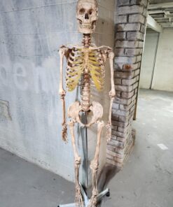 Giantex B010L18XEW Life Size 70.8" Human Anatomical Anatomy Skeleton Medical Model + Stand 40 81FlVu9CiAL