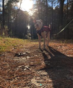 Sporn No Pull Dog Harness Large Size, Black Padded Durable Nylon Mesh Dog Harness, Breathable & Easy Dog Walking Harness for Puppy Training, Provides to All Large & Extra Large Breeds Large/XL 34 81FuYKMFsTL