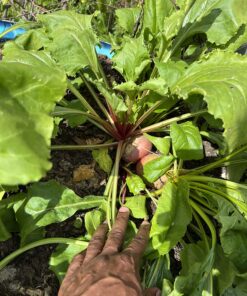 Seed Needs, 1,500+ Rainbow Beet Seed Mixture - 8 Variety Heirloom Mix (Beta vulgaris) Bulk Non-GMO 35 81FxqWEPSPL