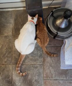 Meow Mix Tender Favorites Wet Cat Food, Poultry & Beef Variety Pack, 2.75 Ounce (Pack of 24) (Packaging May Vary) Variety Pack: Poultry & Beef 2.75 Ounce (Pack of 24) 42 81FyVXyZMdL