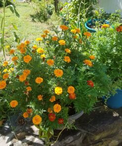 FoxFarm FX14047 2-Cubic Feet FoxFarm Happy Frog Potting Soil 2 cubic feet 17 81FzFLXfREL