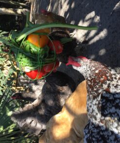 Ware Manufacturing Chick-N-Veggie Treat Ball 25 81G uvMMe1L